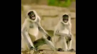 Monkey Laughing | DOWNLOAD LINK | Meme Template | HD Quality | Non Copyright |