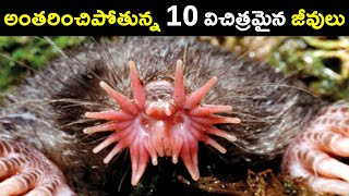 ప్రపంచంలోని 10 విచిత్రమైన జీవులు | 10 Unique Animals Around The World | Interesting Facts in Telugu