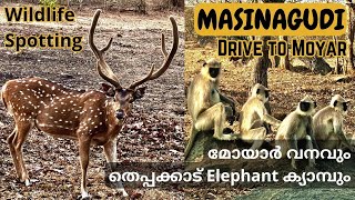 Masinagudi, Drive To Moyar | Theppakadu Elephant Camp മസിനഗുഡി  മോയാ വനവും തെപ്പക്കാട് ആന ക്യാമ്പും