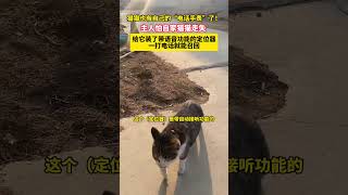 猫猫也有自己的“电话手表”了！主人怕自家猫猫走失，给它装了带语音功能的定位器，一打电话就能召回 #猫咪 #趣闻