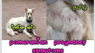 Dog pregnancy symptoms tamil/ #advice #dogpregnancy 1st week to 5th week #tamil