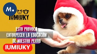 IUMIUKY: Los peligros de navidad y la enfermedad renal crónica | Mediaset