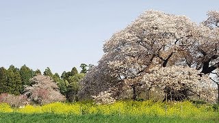 吉高の大桜 Yoshitaka Cherry Tree ( Shot one RED EPIC )