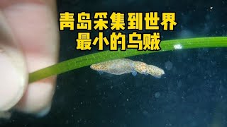 青岛采集到世界最小乌贼