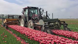 Where to see tulip fields beyond Lisse? How to find tulip fields close to Amsterdam. Flevoland.