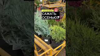 Осенью можно сажать всё!