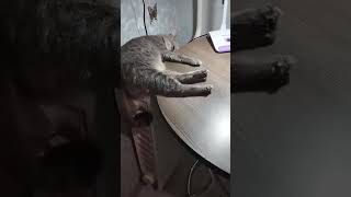 кот очень устал 😂 юмор#кошки