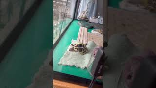 「Herman 赫曼+豹龜」龜剛欸啦～一隻冰掐一隻吃的很開心～翻車日常#herman #tortoise #第一次養陸龜 #赫曼 #豹龜 #吃播 #翻車啦兄弟