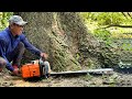 Stihl ms 881 !! Cut down huge tree prone to falling near the house.