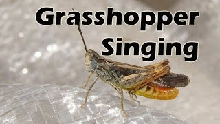 Grasshopper Singing | Insects | Micro Monster | Relaxing Nature Sounds