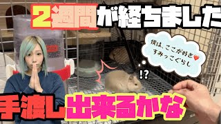 【デグー】多頭飼いの仲間です。新たに迎えたデグーさん達、2週間がたちまちした!!