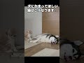 犬にかまってほしい猫はこうなります...笑 shorts