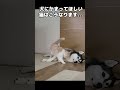 犬にかまってほしい猫はこうなります...笑 shorts