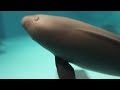 宮島水族館　スナメリの子ども