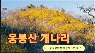 Forsythia of Mt.Eungbong: 응봉산 개나리(응봉역 1번 출구)