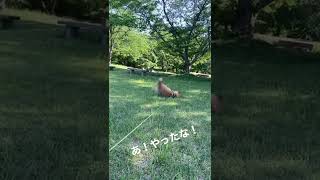 この公園に行くと必ずほっぺに香水をつけて帰るオサレ女子！柴犬こうめ！なんで犬は乾燥ミミズのかほりが好きなんだろうかねぇ〜…wwwww