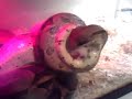 red tailed boa strangles an albino rat