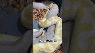 貓狗交配都太常見了，你看過球蟒交配嗎？😏#爬蟲 #reptile  #球蟒 #寵物