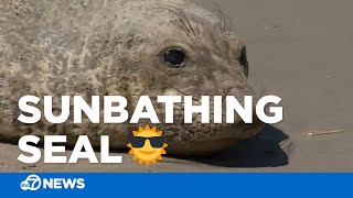 SUNBATHING SEAL: Baby elephant seal enjoys the SF sunshine