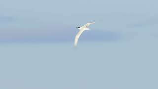 Sandwich Tern (Sterna sandvicensis) - flying and calling @ Ythan River