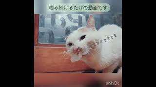 猫のこんな癖見たことない。