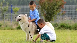 这竟然是哈士奇？别逗了，你看它哪点有二哈的模样！\\Are you kidding? Does he look like a silly Husky?