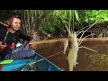 Prawn catching in river! Fishing videos