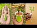 How to grow guava small cutting in aloe vera