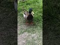 Beautiful duck !. April. 24. 2024. #nature #france #birds #duck #wildlife