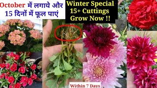 October ठंड  में 10+ Cuttings लगाये और सर्दियों में ढेरों फूल पाएं|| Cuttings To Grow In October