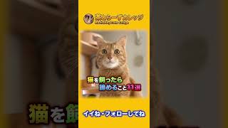 猫を飼ったら諦めること11選 #Shorts