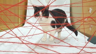 My Cat Attempt Impossible Laser Maze
