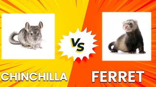 Chinchilla vs Ferret: Which Makes a Better Pet?