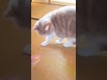 元気よく遊ぶ猫 マロンちゃん a cat that plays cheerfully スコティッシュフォールド 猫 cat cute shorts