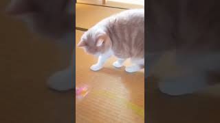 元気よく遊ぶ猫(マロンちゃん)a cat that plays cheerfully#スコティッシュフォールド#猫 #cat #cute #shorts