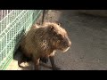 カピバラ　（池田動物公園篇）カピ子さんとの約束