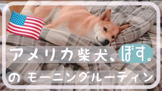 【アメリカ生活】アメリカ育ちの柴犬。モーニングルーティン！