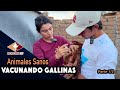 YA ESTÁN PONIENDO LAS GALLINAS ahora más que nunca tienen que estar sanas