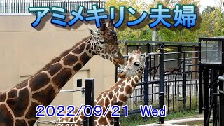 キリン夫婦の仲を確かめてきた【旭山動物園】