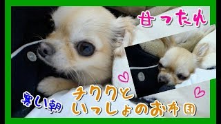 【甘ったれ🐶】チワワといっしょのお布団💡寒い朝🍂 ~Chihuahua is snuggling  to me in the futon💟