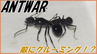 蟻戦争＃180 敵をグルーミングしてしまうクロオオアリ②編～ant deceived～