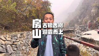 带孩子去北京房山山里看千年古银杏树，没想还有条适合徒步的步道