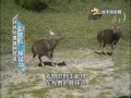 20150923 公視手語新聞 鹿林山保育有成 野生動物自在快活