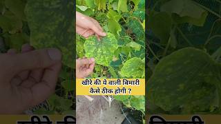 CMV वायरस से खीरे का पौधा कैसे बचाएँ cucumber mosaic virus #cucurbits #mosaic #organicgardening