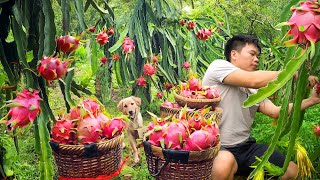 Harvest dragon fruit go to market sell, Buy hair clipper for my son, Happy family