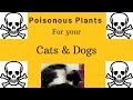 Poisonous plants for Cats and Dogs