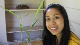 Growing Ginger in Containers Update  (Caring for your Ginger Plant)