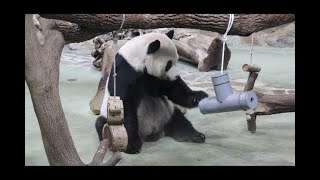 20210923 團團栗子在何方 圓寶倒光爽泡湯(午餐) Giant Panda Tuan Tuan \u0026 Yuan Bao