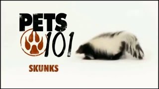 Pets 101 Skunks