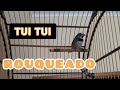 TUI TUI ROUQUEADO COLEIRO PAPACAPIM